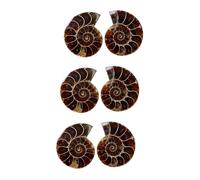 Amosfun 3 Ensembles Fossiles Ammonite Préparation Scientifique Échantillons Pédagogiques Pour Décoration De Table 2 Pièces * 3