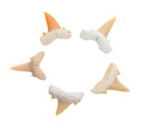 Amosfun 5 Pièces Fossile de Dent de Requin Authentique pour Collection Scientifique Pièce Marine Naturelle pour Étude et Décoration