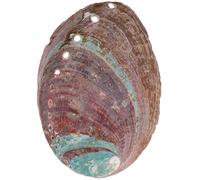 Amosfun Brûle-Parfum en Coquille D'ormeau, Bol Naturel Multi-Usage, Décoration pour Aquarium et Bureau, Support D'offrande, 120 Caractères