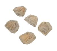 Amosfun Échantillons de Fossiles de Trilobite Naturels 5 Pièces pour L'Enseignement Modèle Pédagogique Réaliste Décorations de Collections