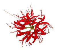 Amosfun Épingle à Cheveux Rouge Vintage de Fleur D'amaryllis, Baguette Chinoise Longue en Matériau Solide, Accessoire Coiffure Femme pour Chignon et Style Hanfu Traditionnel