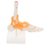 Amosfun Life Foot Articulation Modèle avec base de ligaments flexibles Squelette anatomique articulé humain pour étude médicale, éducation des patients et utilisation en laboratoire scientifique