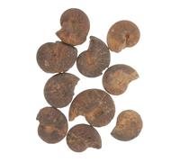 Amosfun Lot de 10 Modèles d'Ammonites Éducatifs Spécimens de Fossiles pour Garçon et Filles Décorations en Outils Pédagogiques de Géologie et Paléontologie