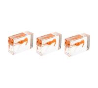 Amosfun Lot De 3 Spécimens De Crevettes De Rivière Presse-Papier Présentoir De Crevettes D'Entomologie Décorations De Crevettes Ornement De Crevettes Spécimen