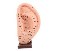 Amosfun Modèle Acupoint Auriculaire avec Base Modèle Enseignement de Réflexologie Auriculaire pour Massage Affichage Anatomique Éducatif