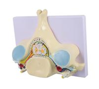 Amosfun Modèle de Colonne Vertébrale Cervicale Agrandi Cinquième Vertèbre Cervicale pour Enseignement Démonstration Médicale