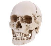 Lifesize 1: 1 Modèle de crâne Humain Réplique de résine Trace Anatomique médicale Enseignement Squelette Halloween Décoration