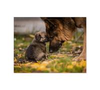 Amour Entre Un Chiot et Un Berger Allemand Adulte，1000 Pièces Puzzle pour Adultes Enfants Adolescents, Intelligence Soulagement du Stress Divertissement Papier Jouets Bricolage Anniversaire-D39