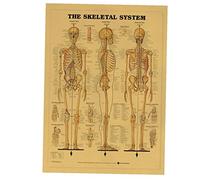 AMOYER Art Vintage d'affiche De L'anatomie Humaine Illustration Référence Graphique Mur Muscle Décor Musculaire Système Squelettique Médical du Corps