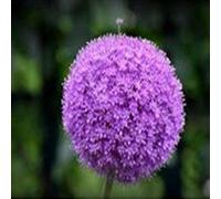 Ampoules vivaces en allium violet géant pour l'embellissement du jardin. (2)