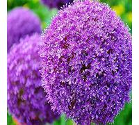 Ampoules vivaces en allium violet géant pour l'embellissement du jardin. (4)