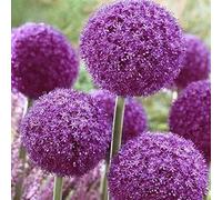 Ampoules vivaces en allium violet géant pour l'embellissement du jardin. (5)