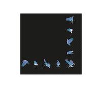 Amscan Boneshine Fever 9907407 Lot de 16 serviettes de table en forme de corbeau pour Halloween