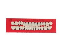 AMSLSIU 28 pièces/ensemble modèle de dents en résine prothèses universelles fausses dents faux modèle de dent outil d'enseignement éducatif lisse