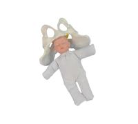 AMSLSIU Cours de démonstration avec modèle de Bassin féminin Compréhension directe l'accouchement Examen minutieux