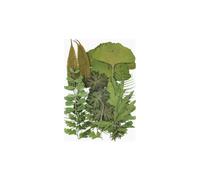 AMSLSIU Feuilles séchées ensemble outils photographie vraie feuille décalcomanie matériaux pressé spécimen étiquette artisanat fabrication carte postale bougie, Tapez 3, Ensemble de feuilles vertes