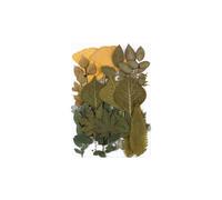 AMSLSIU Feuilles séchées ensemble outils photographie vraie feuille décalcomanie matériaux pressé spécimen étiquette artisanat fabrication carte postale bougie, Tapez 5, Ensemble de feuilles vertes