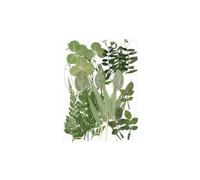 AMSLSIU Feuilles séchées ensemble outils photographie vraie feuille décalcomanie matériaux pressé spécimen étiquette artisanat fabrication carte postale bougie, Tapez 9, Ensemble de feuilles vertes