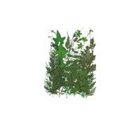 AMSLSIU Feuilles séchées ensemble outils photographie vraie feuille décalcomanie matériaux pressé spécimen étiquette artisanat fabrication carte postale bougie, Tapez 6, Ensemble de feuilles vertes