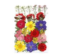 AMSLSIU Fleurs séchées ensemble Collection artisanat vraie fleur décalcomanie artisanat pressé spécimen étiquette collier faisant des signets, Type5