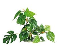 WAVE Anubias Plante Réplique pour Aquariophilie 30 cm