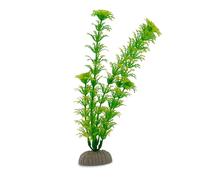 Amtra Wave Cabomba Plante Classique pour Aquariophilie Taille M