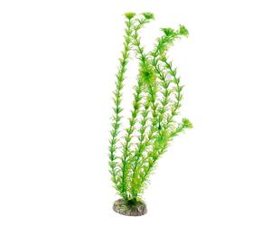Amtra Wave Cabomba Plante Classique pour Aquariophilie Taille XL