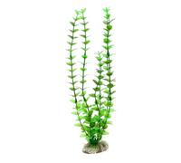 Amtra Wave Rotala Plante Classique pour Aquariophilie Taille L