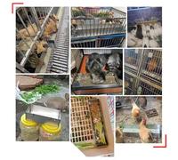 AMUFJJ mangeoire pour bétail chèvres Mangeoires pour Cages À Canards, Lapins Et Poulets, Mangeoires Suspendues Petits Animaux, Rectangulaires en Acier Inoxydable(L 23 3/5in (60cm))