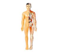 AMULONG Human Modèle Modèle De Squelette Humain, D'anatomie du Corps avec Apparence des Os Et Mouvement pour L'apprentissage Sciences L'éducation Humaines Anatomie(Bruin)