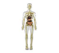AMULONG Human Modèle Modèle De Squelette Humain, D'anatomie du Corps avec Apparence des Os Et Mouvement pour L'apprentissage Sciences L'éducation Humaines Anatomie(Transparent)