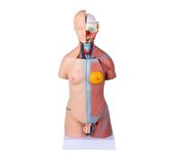 AMULONG Human Modèle Modèle De Torse Humain en 23 Parties, D'enseignement Anatomique des Viscères Humains, D'affichage Organes Humaines Anatomie