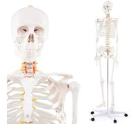 AMZBNEIDI Étude de l'anatomie Humaine, Squelette Humain Anatomique médical avec Support Roulant, modèle de Squelette Humain Grandeur Nature de 180 cm