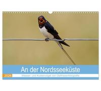 An der Nordseeküste - Wasser- und Küstenvögel fotografiert von Ostfriesenfotografie (Wandkalender 2026 DIN A3 quer), CALVENDO Monatskalender: An der ... fotografiert von Ostfriesenfotografie