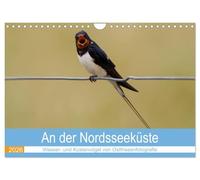 An der Nordseeküste - Wasser- und Küstenvögel fotografiert von Ostfriesenfotografie (Wandkalender 2026 DIN A4 quer), CALVENDO Monatskalender: An der ... fotografiert von Ostfriesenfotografie