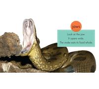 Anacondas