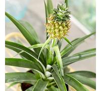 Ananas comosus Amigo Exceptionnel | Plante d’Intérieur en Pot à Vendre (35 - 45 cm Pot inclus)