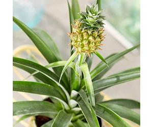 Ananas comosus Amigo Exceptionnel | Plante d’Intérieur en Pot à Vendre (35 - 45 cm Pot inclus)
