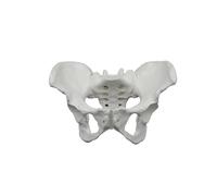 Anatomical Female Pelvis Model Life Size for Obstetric And Gynaecology Study