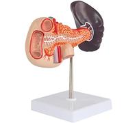 Anatomical Human Pancreas Human Rate and Pancreas Model Magnitude Natural, Duodenum, Spleen Model Modèle d'organe d'anat
