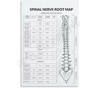 Anatomical Spinal Nerve Pathway Poster Modern Minimalist Wall Art Canvas Print for Living Room Bedroom Decor