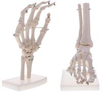 Anatomie articulaire Squelette Sac à Main + modèle Outils d'enseignement des Pieds articulaires Humains sur Le Laboratoire des Fournitures Scolaires (2pc)