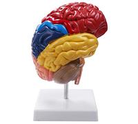 Anatomie cérébrale anatomie 1:1 demi-cerveau tige cérébrale fournitures de laboratoire d'enseignement médical