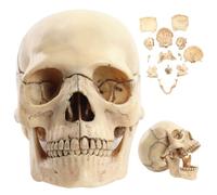 Anatomie Crâne Scientifique 1:2 Modèle de Crâne Détachable 15 Pièces Modèle d'Anatomie Humain Réaliste 5, 8x4x3, 4 pouces pour Étudier l'Enseignement ;1