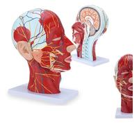 Anatomie de la tête en coupe sagittale, modèle anatomique du cou humain grandeur nature, modèle de muscle du visage 1:1, modèle de musculature neurovasculaire superficielle humaine