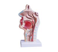 Anatomie de la tête humaine du cou 1:1 Taille réelle Nasale Orale Cavité de la gorge Section sagittale pour l'école de médecine Outil d'enseignement pour les étudiants