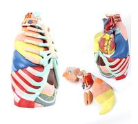 Anatomie de l'anatomie Thoracique Humaine Anatomie des poumons et cardiaques de la Vie Cardiaque Larynx Humain Cardiaque Anatomie pulmonaire
