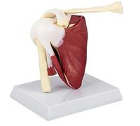 Anatomie de l'articulation de l'épaule avec des muscles - Modèle éducatif en PVC grandeur nature pour étude médicale