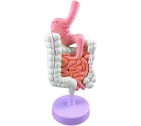 Anatomie de l'estomac, Gros intestin, Caecum, Rectum, duodénum, Structure des Organes internes Humains, lésion Gastro-intestinale du côlon, maladie intestinale, modèle Anatomique