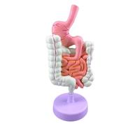 Anatomie de l'estomac Gros intestin Cæcum Rectum Duodénum Structure des Organes internes Humains Gastro-intestinal Lésion colique Maladie intestinale Modèle Anatomique Modèle du système